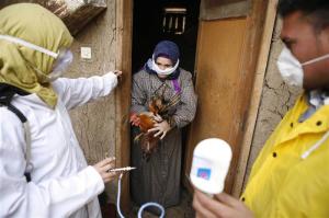 A woman in Menoufia, Egypt, bringing a chicken for a vaccination 